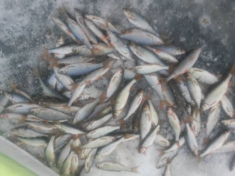 Фотоотчет по рыбе: Плотва. Место рыбалки: Республика Бурятия