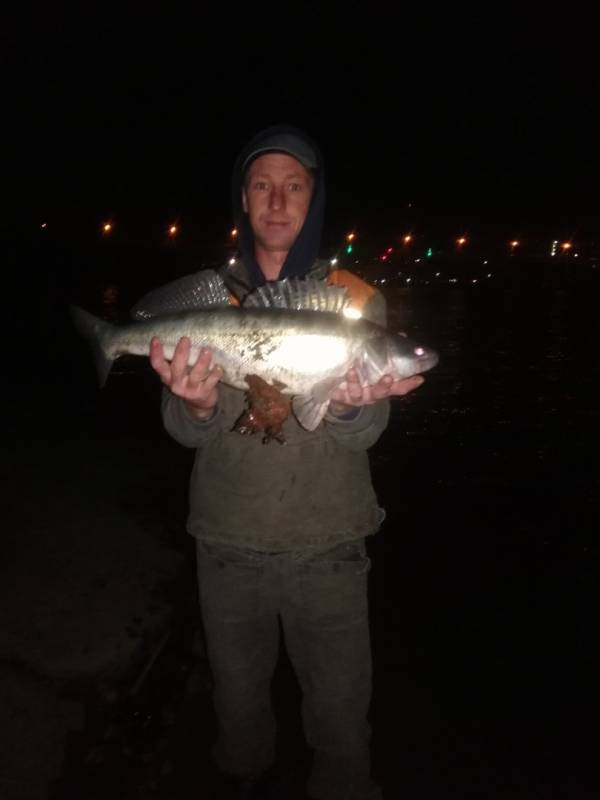 Фотоотчет по рыбе: Судак. Место рыбалки: Ростовская область