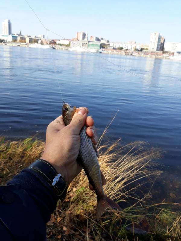 Фотоотчет по рыбе: Хариус. Место рыбалки: Красноярское водохранилище