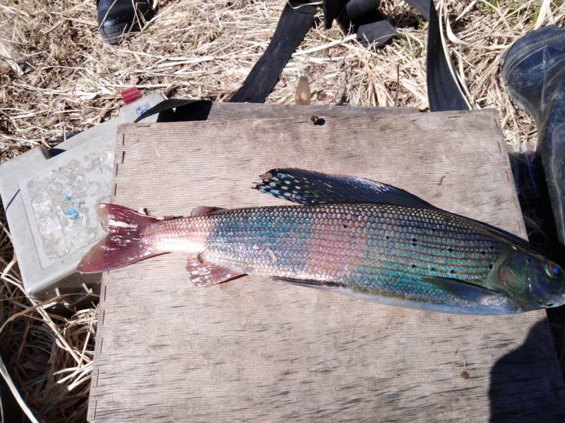 Фотоотчет по рыбе: Хариус. Место рыбалки: Республика Хакасия