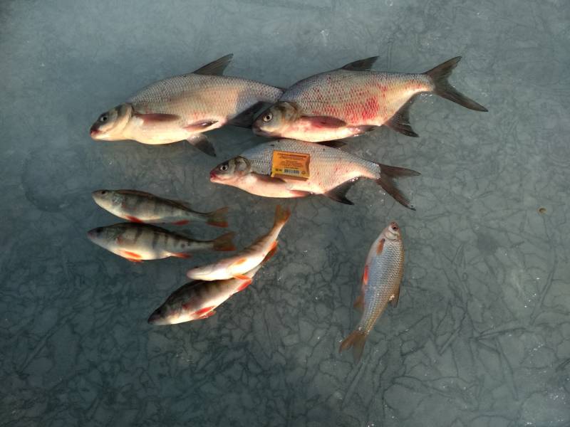 Фотоотчет по рыбе: Лещ, Окунь, Плотва. Место рыбалки: Красноярский край