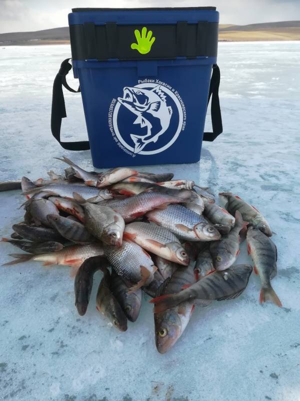Фотоотчет по рыбе: Окунь, Плотва. Место рыбалки: Красноярское водохранилище