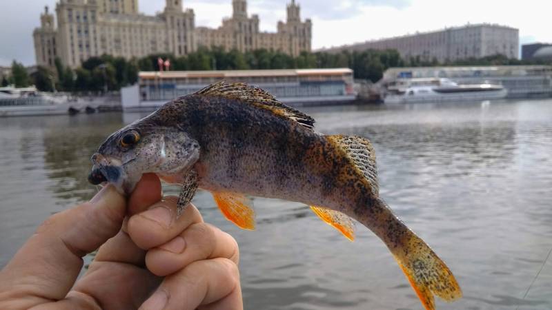 Фотоотчет с рыбалки. Место: Софьино