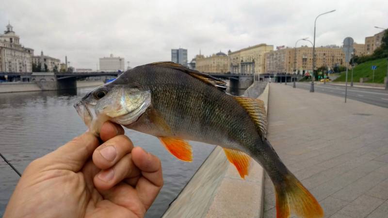 Фотоотчет с рыбалки. Место: Москва