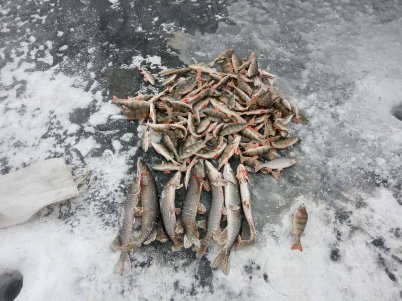 Фотоотчет по рыбе: Щука, Плотва, Нельма. Место рыбалки: Иван (озеро, Забайкальский край)