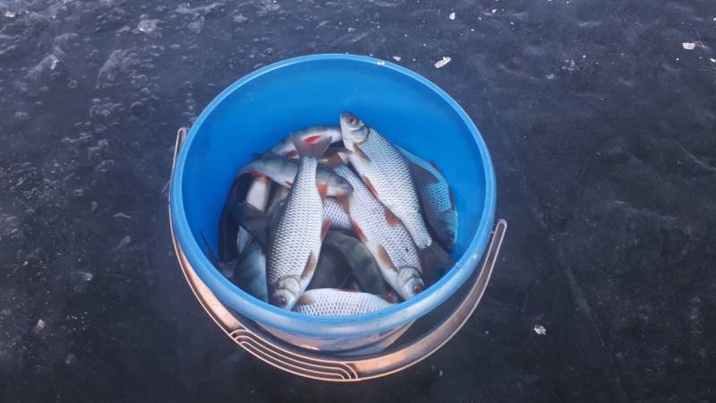 Фотоотчет по рыбе: Окунь, Плотва. Место рыбалки: Забайкальский край