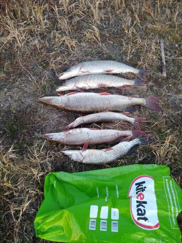 Фотоотчет по рыбе: Щука. Место рыбалки: Томская область