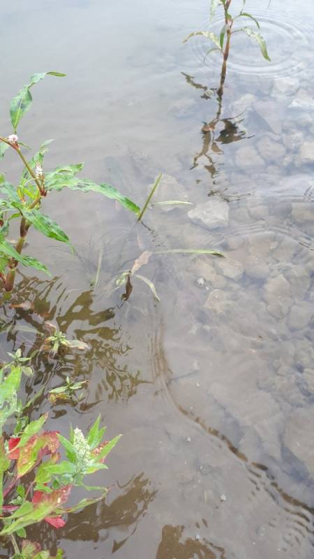 Фотоотчет с рыбалки. Место: Красноярское водохранилище