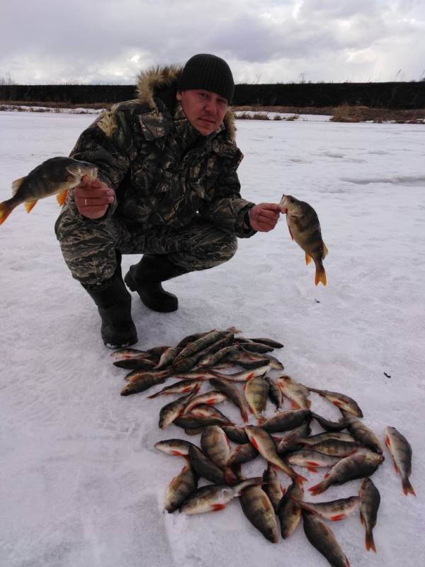 Фотоотчет по рыбе: Окунь. Место рыбалки: Томская область