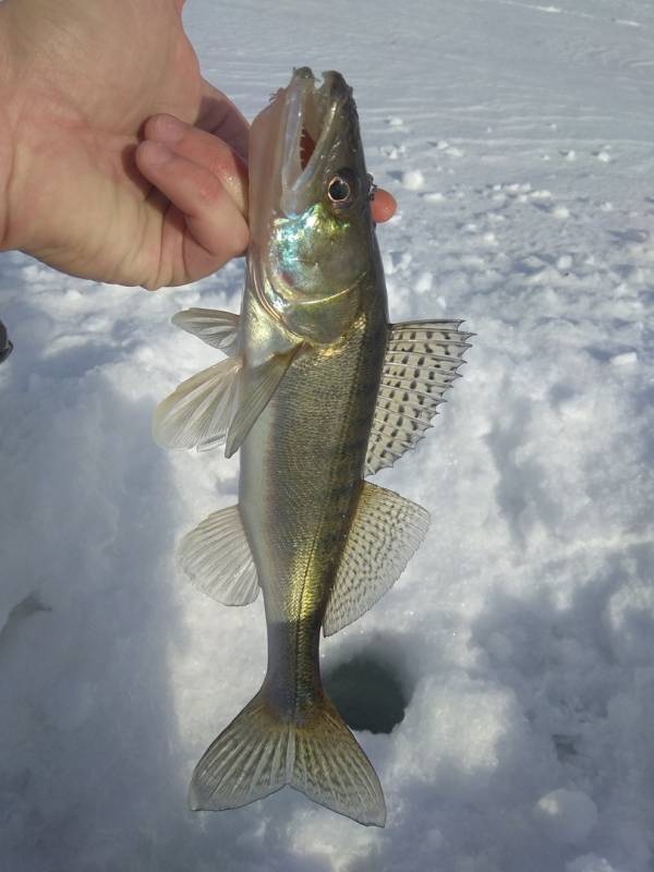 Фотоотчет по рыбе: Судак. Место рыбалки: Томская область