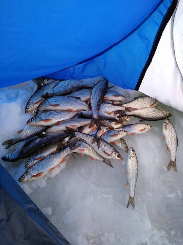 Фотоотчет по рыбе: Елец. Место рыбалки: Томская область