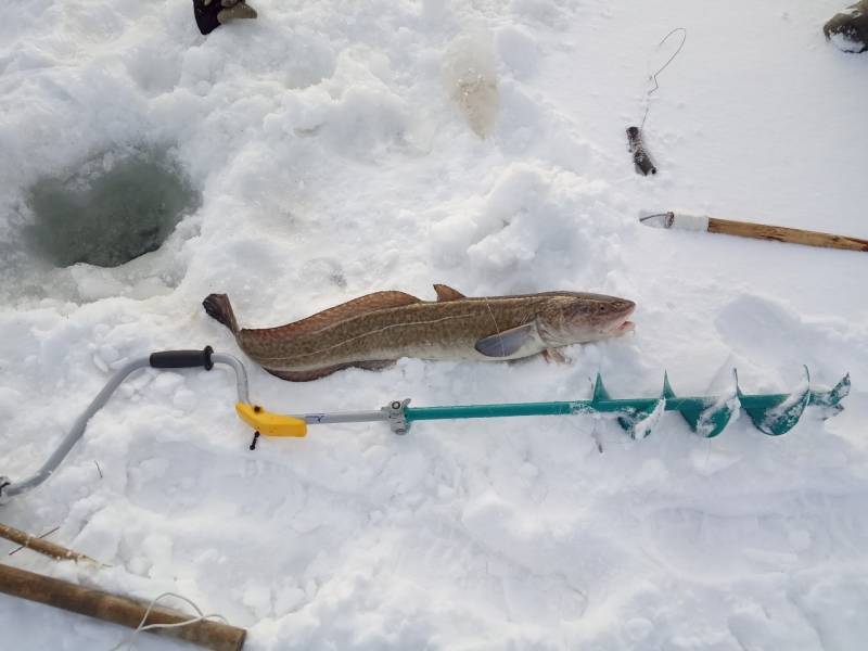 Фотоотчет по рыбе: Налим. Место рыбалки: Томская область
