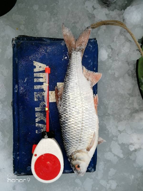 Фотоотчет по рыбе: Плотва. Место рыбалки: Томская область