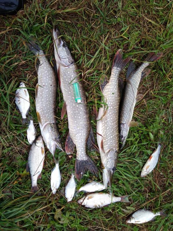 Фотоотчет по рыбе: Щука, Густера, Плотва. Место рыбалки: Кировская область