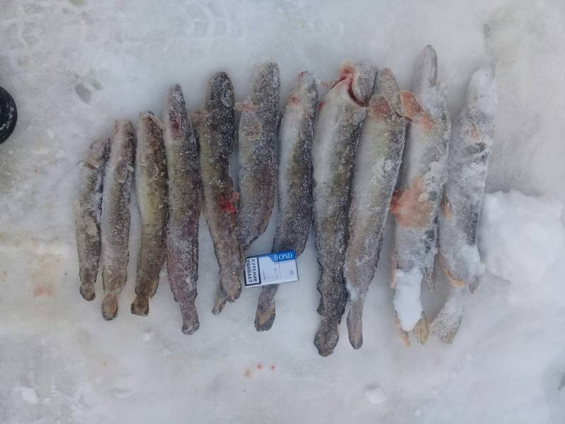 Фотоотчет по рыбе: Щука, Налим. Место рыбалки: Кировская область