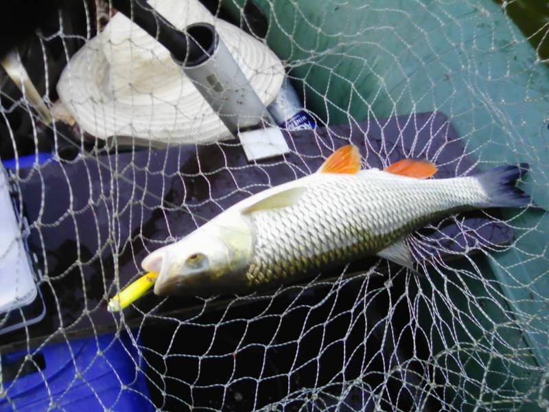 Фотоотчет по рыбе: Голавль. Место рыбалки: Тамбовская область