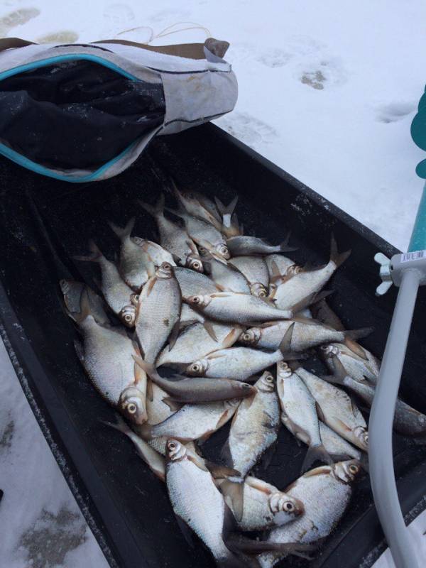Фотоотчет по рыбе: Густера. Место рыбалки: Новгородская область