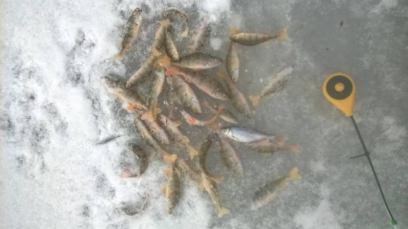 Фотоотчет по рыбе: Окунь, Плотва. Место рыбалки: Удмуртская Республика