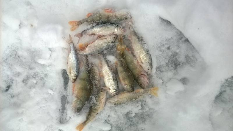 Фотоотчет по рыбе: Окунь, Плотва. Место рыбалки: Удмуртская Республика