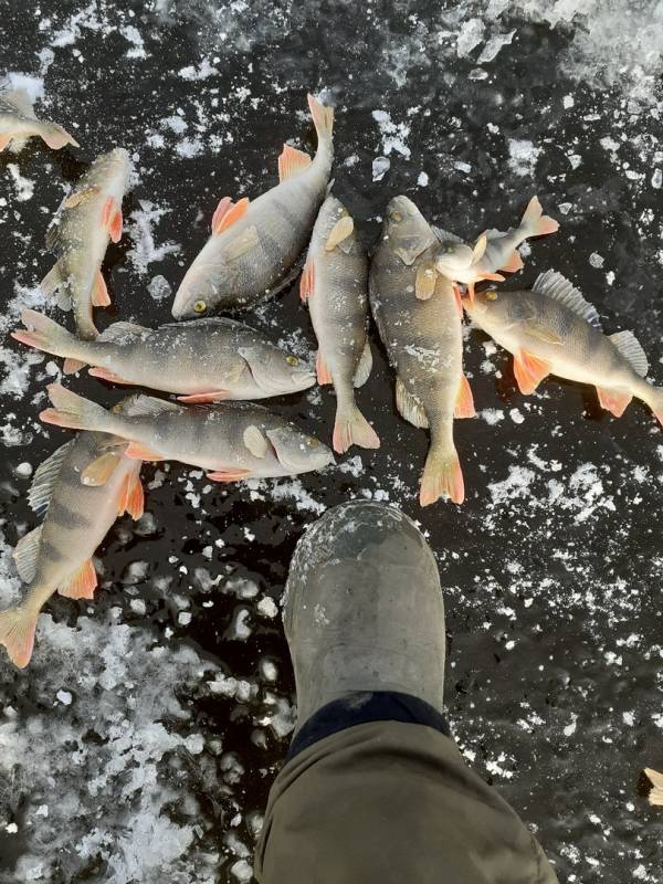 Фотоотчет по рыбе: Окунь. Место рыбалки: Республика Татарстан