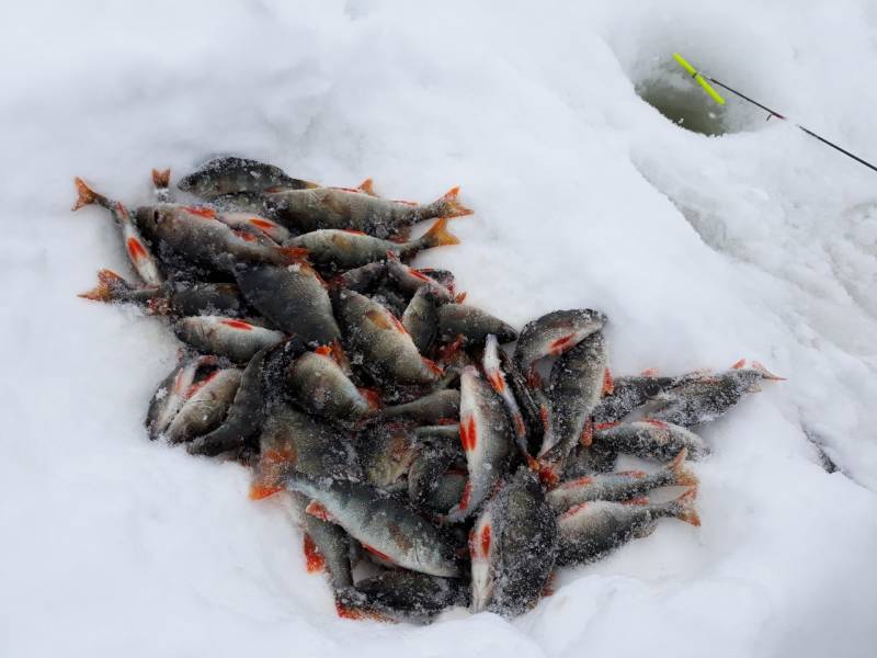 Фотоотчет по рыбе: Окунь. Место рыбалки: Куйбышевское водохранилище