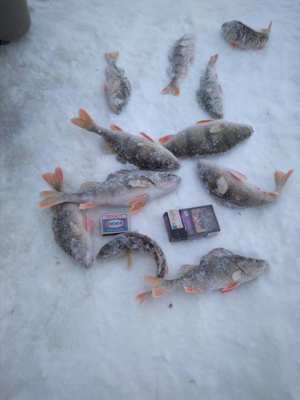 Фотоотчет по рыбе: Окунь. Место рыбалки: Вологда (Вологодская обл.)