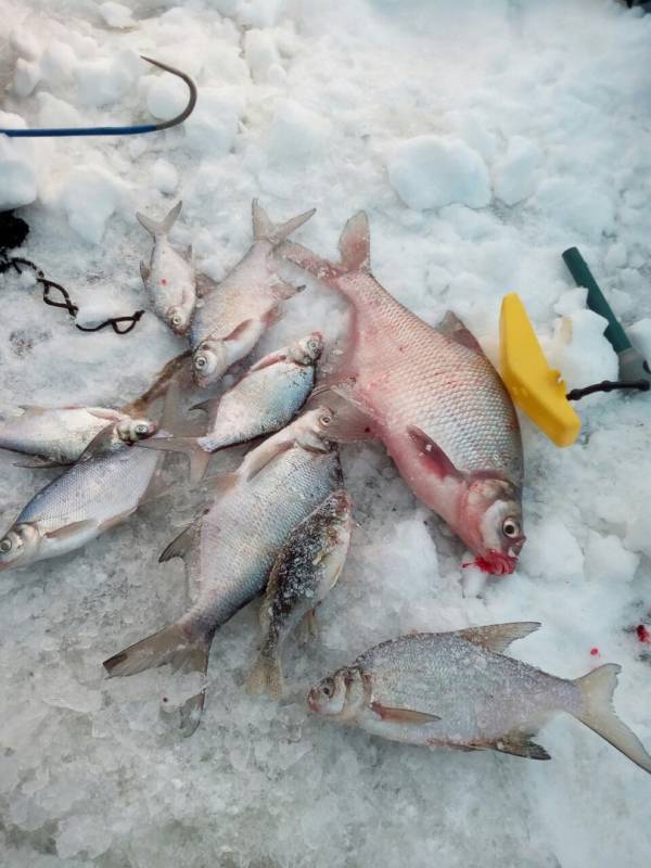 Фотоотчет по рыбе: Густера, Лещ. Место рыбалки: Свердловская область
