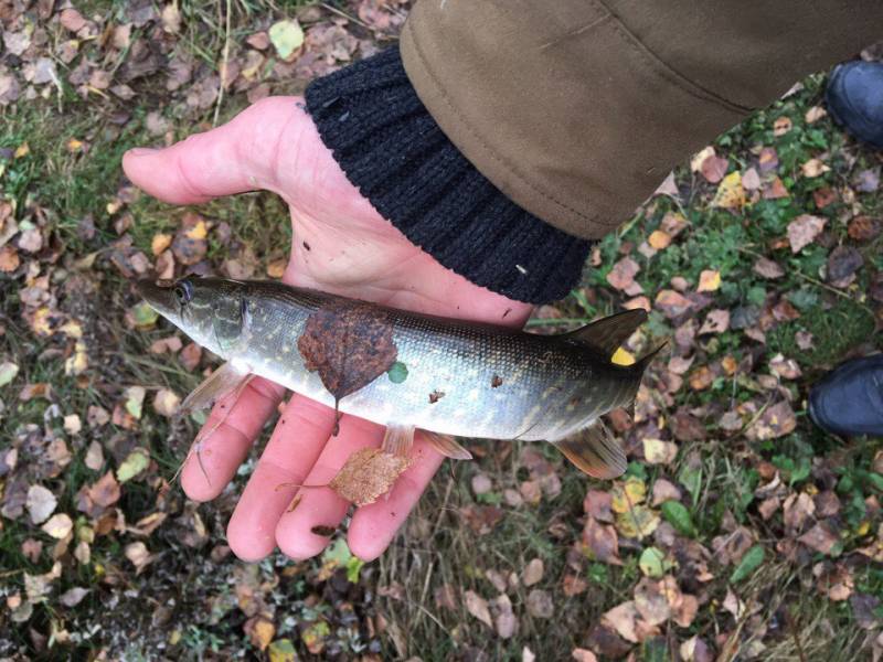 Фотоотчет по рыбе: Щука. Место рыбалки: Белоярское водохранилище