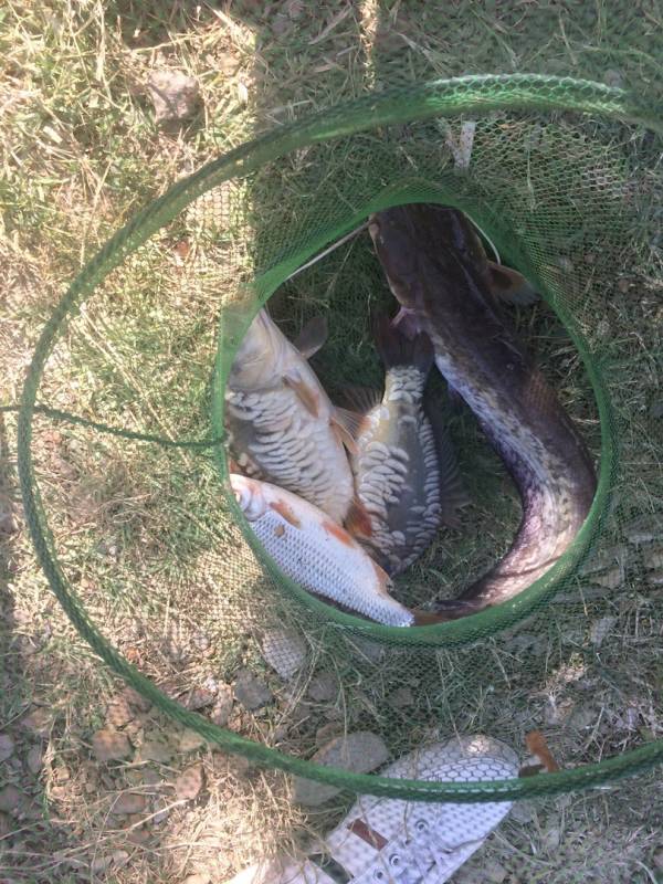 Фотоотчет по рыбе: Карп, Плотва, Сом. Место рыбалки: Ставропольский край