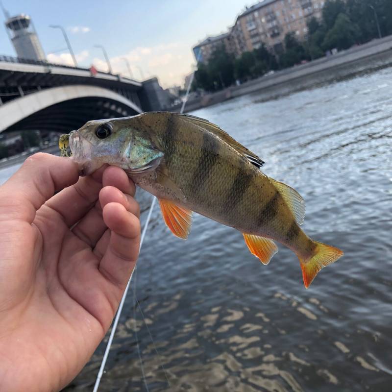 Фотоотчет с рыбалки. Место: Московская область