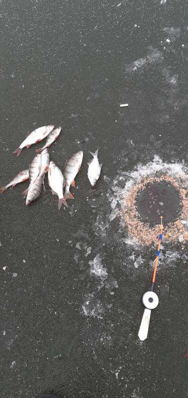 Фотоотчет по рыбе: Густера, Окунь. Место рыбалки: Белоярское водохранилище