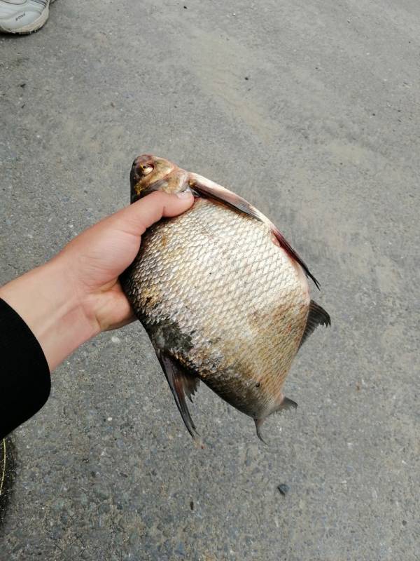 Фотоотчет с рыбалки. Место: Невьянский городской округ