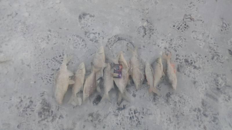 Фотоотчет по рыбе: Лещ, Окунь. Место рыбалки: Республика Хакасия