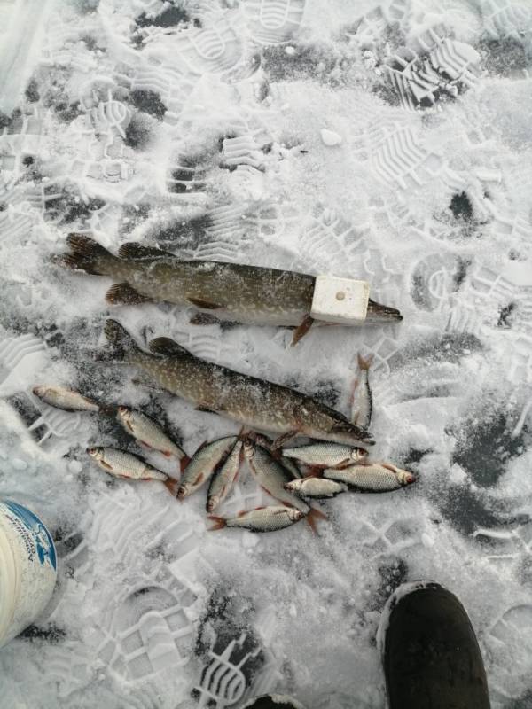 Фотоотчет по рыбе: Щука, Плотва. Место рыбалки: Уйский район