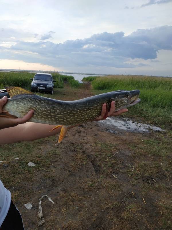 Фотоотчет по рыбе: Щука. Место рыбалки: Челябинская область