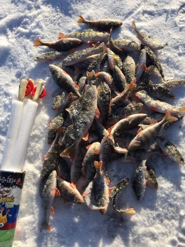 Фотоотчет по рыбе: Окунь. Место рыбалки: Челябинская область