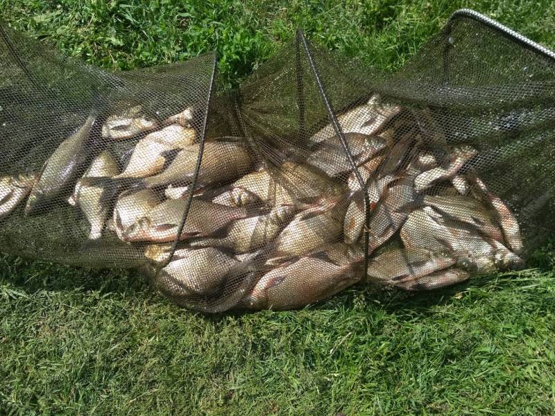 Фотоотчет с рыбалки. Место: Рязанская область