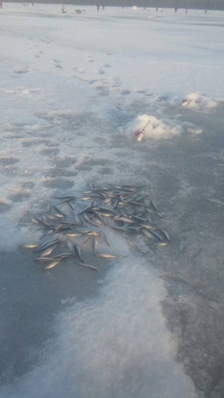 Фотоотчет с рыбалки. Место: Ленинградская область