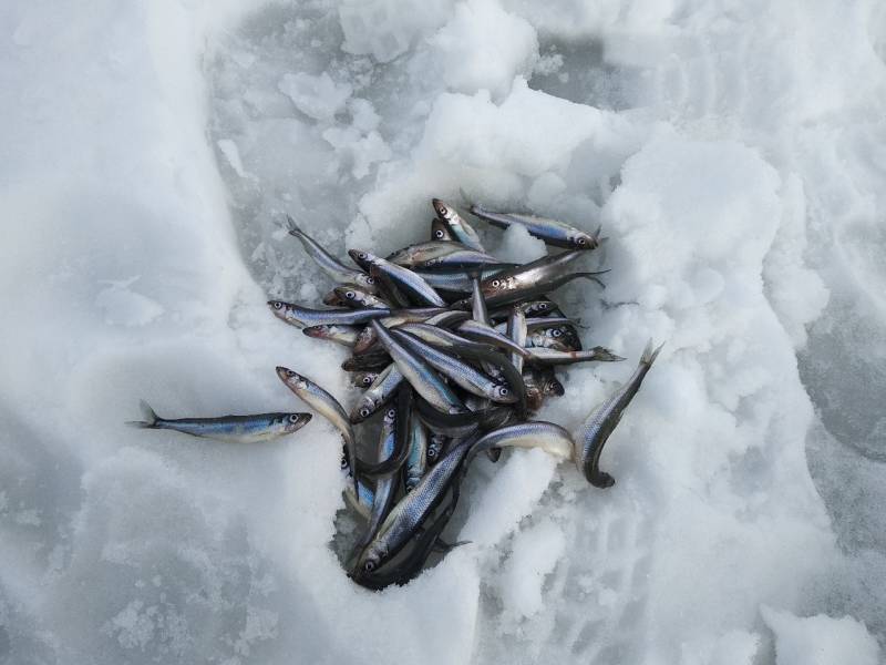 Фотоотчет по рыбе: Корюшка. Место рыбалки: Санкт-Петербург