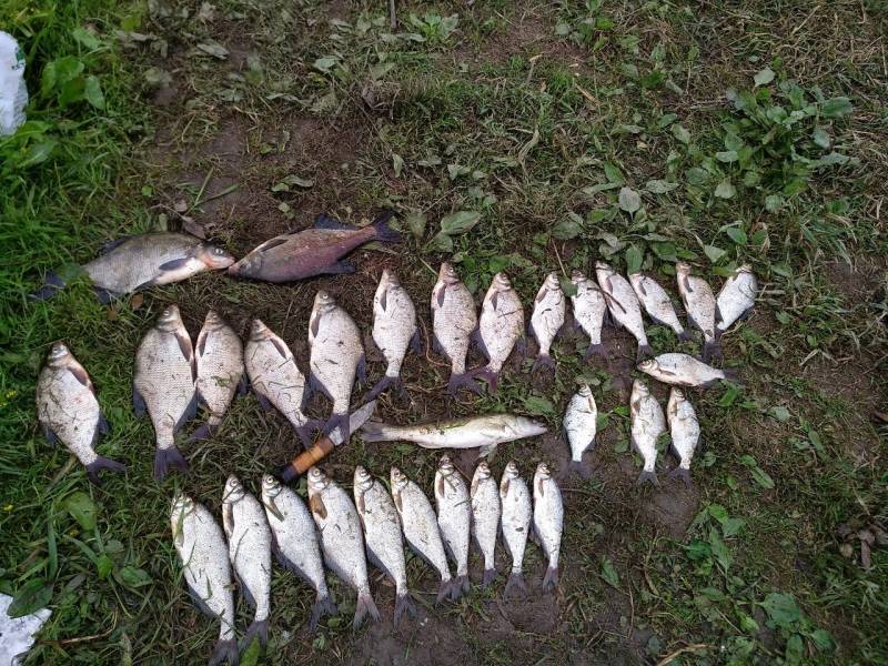 Фотоотчет по рыбе: Густера, Лещ, Синец, Судак. Место рыбалки: Новгородская область