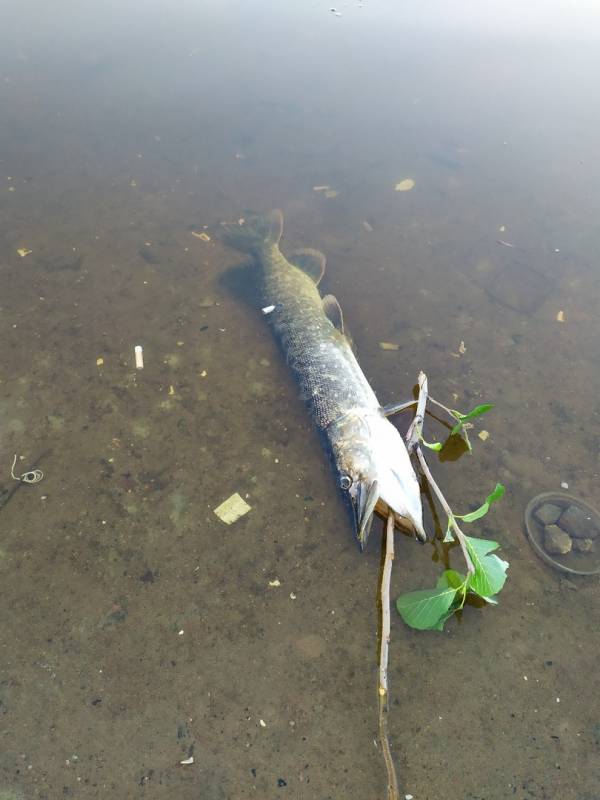 Фотоотчет по рыбе: Щука. Место рыбалки: Лемболовское озеро