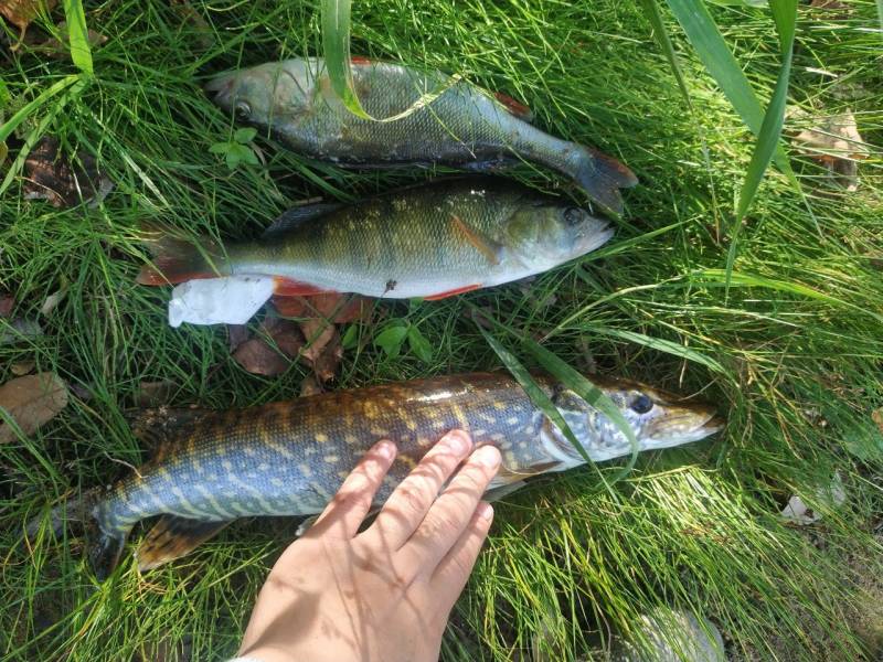 Фотоотчет по рыбе: Щука, Окунь. Место рыбалки: Суходольское озеро