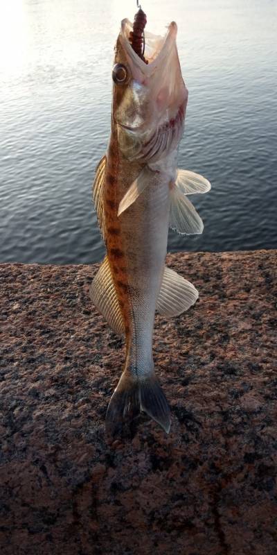 Фотоотчет по рыбе: Судак. Место рыбалки: Ладожское озеро