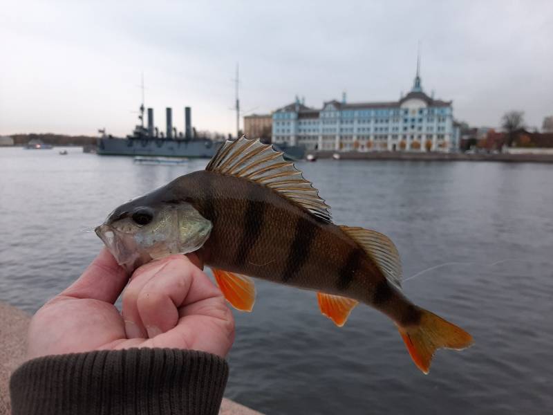 Фотоотчет по рыбе: Окунь. Место рыбалки: Санкт-Петербург