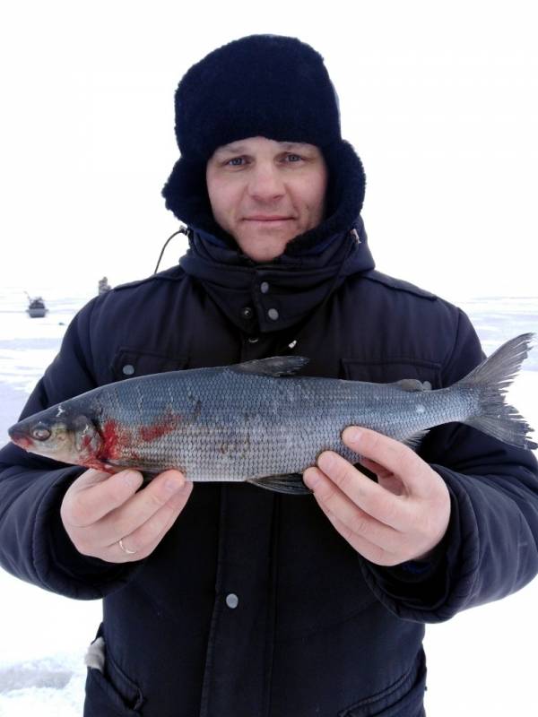 Фотоотчет по рыбе: Сиг. Место рыбалки: Петрозаводск (Респ. Карелия)