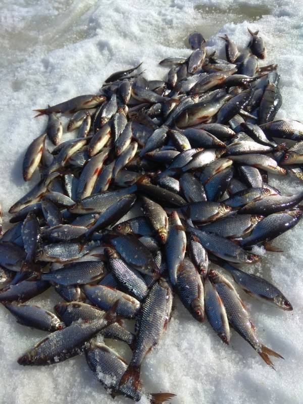 Фотоотчет с рыбалки. Место: Онежское озеро
