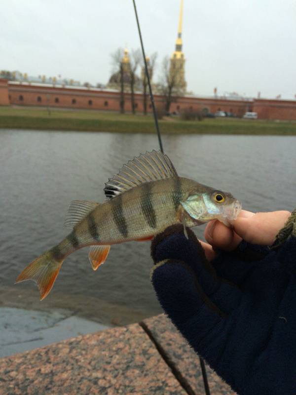 Фотоотчет с рыбалки. Место: Шлиссельбург