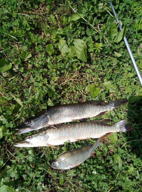 Фотоотчет по рыбе: Щука, Окунь. Место рыбалки: Большереченский район
