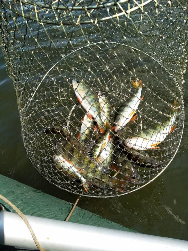 Фотоотчет по рыбе: Окунь. Место рыбалки: Полтавский район