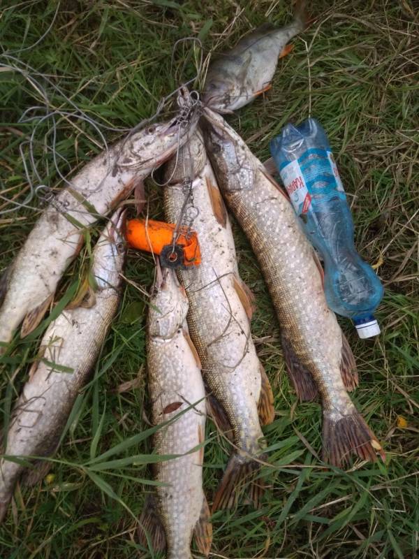 Фотоотчет по рыбе: Щука, Окунь. Место рыбалки: Омская область
